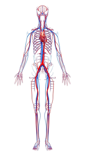 Human cardiovascular system, artwork F007 / 5614 Our beautiful Wall Art ...