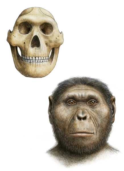 Paranthropus robustus. Artists impression of the skull