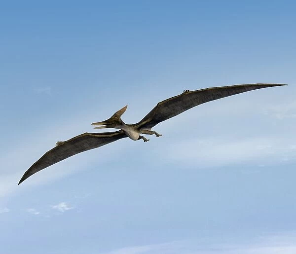 Pteranodon, Flying Reptile, Late Cretaceous, Pterosaur