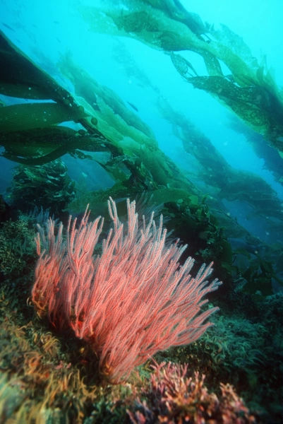 Red gorgonian (Lophogorgia chilensis) in a giant kelp