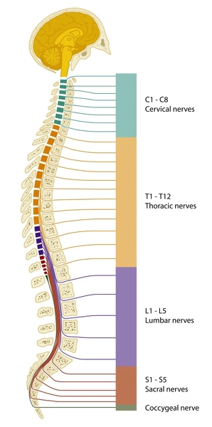 Spinal cord regions, diagram. Available as Framed Prints, Photos, Wall ...