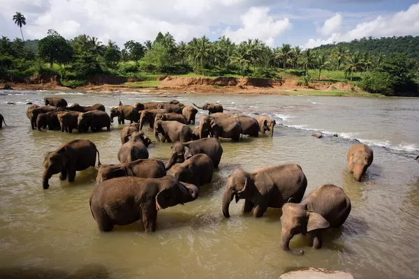 Elephants bathing in the river