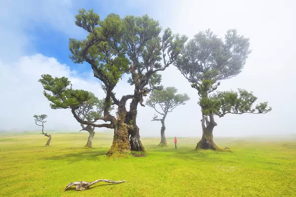 Fanal Forest during a foggy spring day, Porto Moniz, Madeira, Portugal (MR)