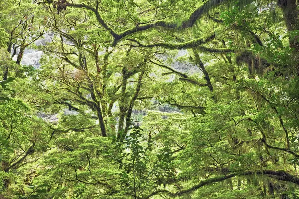 Mosscovered tree in rainforest - New Zealand, South Island, Southland, Fiordland