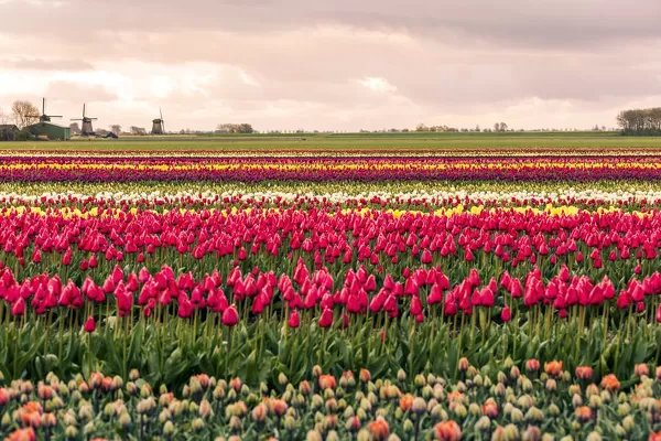 Windmills and tulip fields full of flowers in Netherland