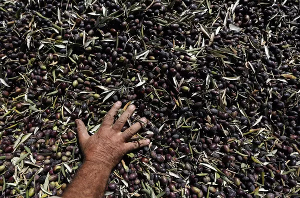 A Palestinian farmer collects olives during the olive harvest in the West Bank village of