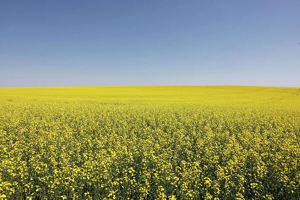 Western Canadian canola fields are seen in full bloom before they will be harvested later