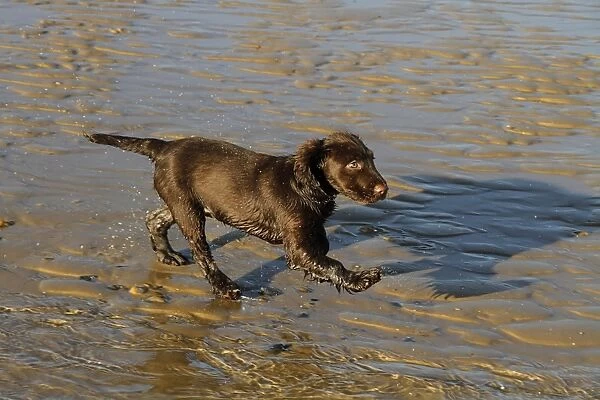 Cocker spaniel store 12 weeks old