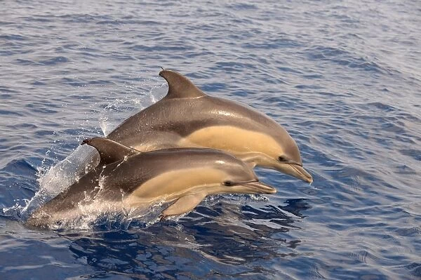 Short-beaked Common Dolphin (Delphinus delphis) two calves