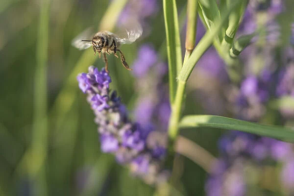 BEES & LAVENDER MUG