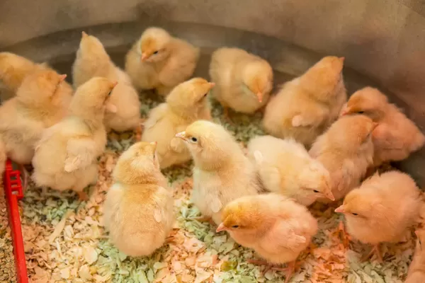 Buff Orpington chicks huddled together under a heat lamp