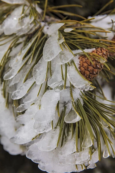 Snow Covered Pinecone Pine Pick Frost Cones