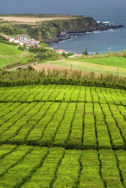 Portugal, Azores, Sao Miguel Island. Gorreana Tea Plantation, one of the last tea