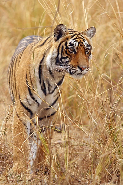 Royal Bengal tiger standing on the rock