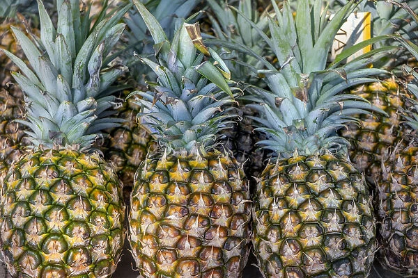 Sugarloaf Pineapple Plants for Sale