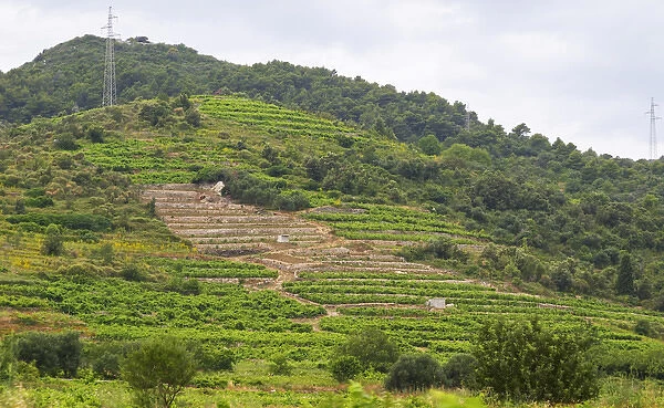 Terraced Vineyard Potmje Village Dingac Wine Region Framed Photos