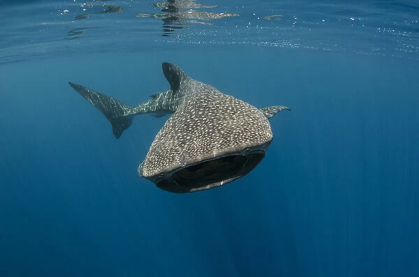 Whale Shark - with pilot fish and Remora / Sucker Fish and with snorkeller.  This shark bears the healed wounds of having been hit by a large boat in  past years. (Rhincodon