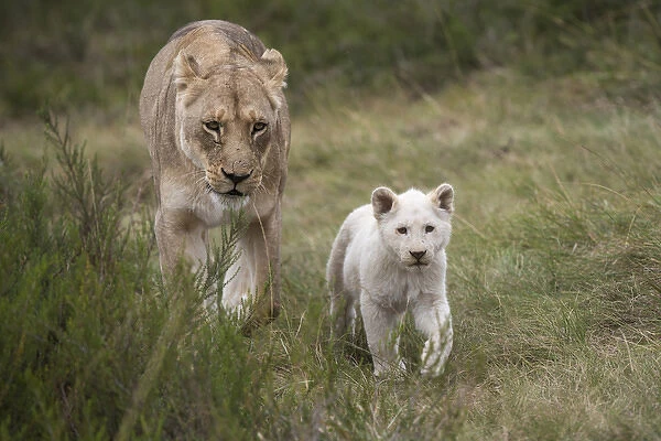 White Lion Panthera Leo Inkwenkwezi Private Game Reserve