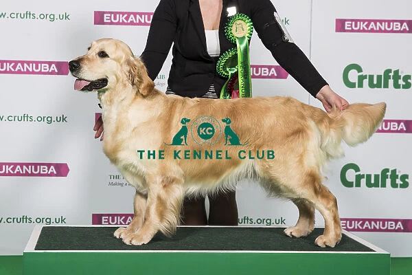 Kennel club hot sale golden retriever