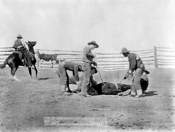 Cowboys round up a calf as part of a mock branding event which was