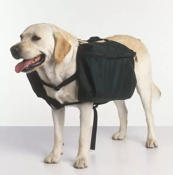 should my dog wear a backpack