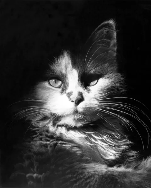 Head Shot Of Black & White Cat Head Shot Of Black & White #9738375