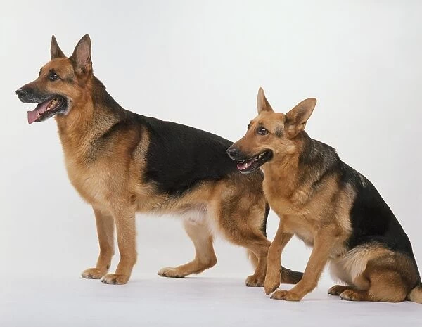 Classic German Shepherd Jigsaw Puzzle