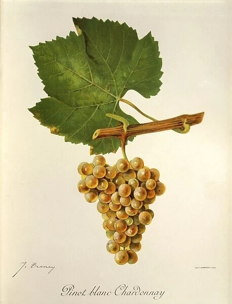 Pinot Blanc Chardonnay grape illustration by J. Troncy