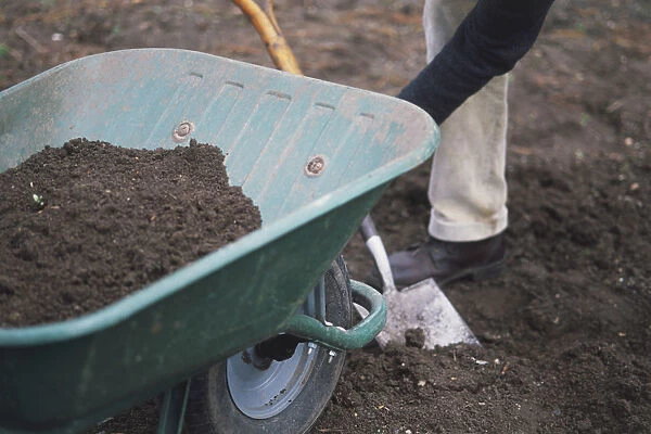 Prints of Topsoil in a wheel barrow man digging up soil behind