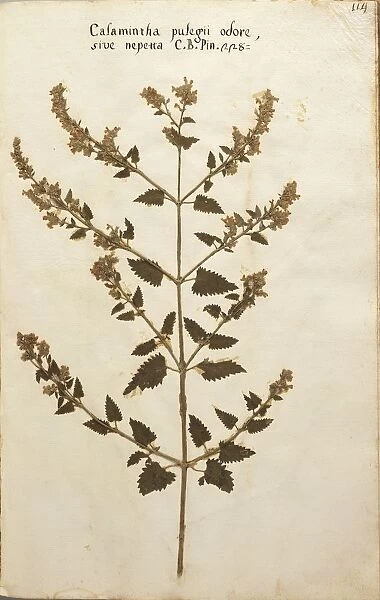 Prints of Wild Basil Calamintha clinopodium