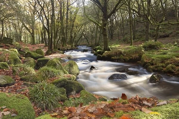 Autumn Colours available as Framed Prints, Photos, Wall Art and Photo Gifts