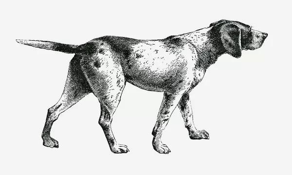 Black and white illustration of a dog Our beautiful pictures are ...