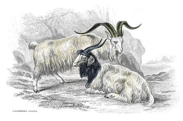 Cashmere goats lithograph 1884 For sale as Framed Prints, Photos, Wall Art  and Photo Gifts