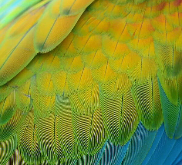 Green-winged macaw feathers For sale as Framed Prints, Photos, Wall Art and  Photo Gifts