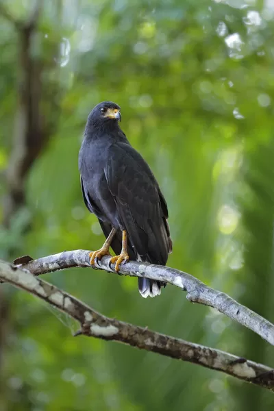 Common black-hawk (buteogallus anthracinus) Our beautiful Wall Art and ...