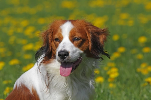 Kooikerhondje or Kooiker Hound -Canis lupus familiaris-, young male dog, portrait