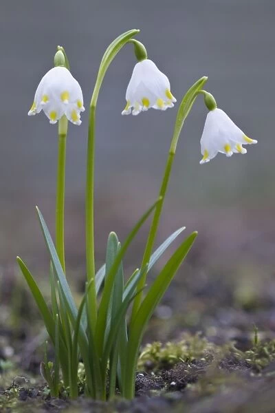 Spring Snowflake Leucojum Vernum Print Framed Photos