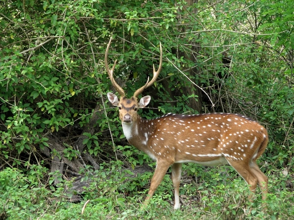 Wildlife. Mudumalai National Park and Wildlife Sanctuary