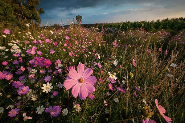 Cosmos flower field landscape at sunset