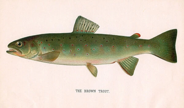 Prints of Sport Fishing: Lake Trout on the Line, 1950 (colour litho)