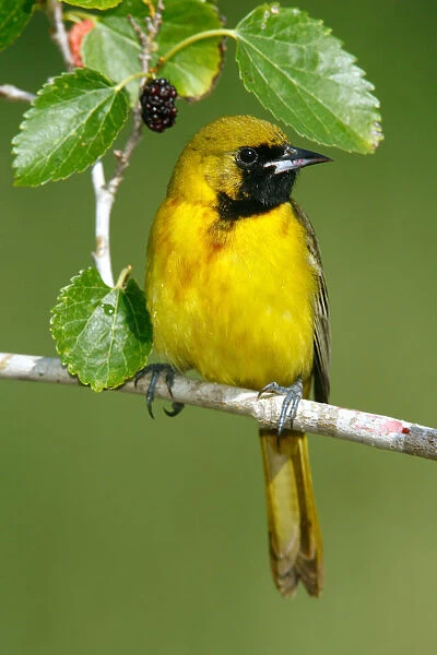 Yellow oriole is a passerine bird in the family Icteridae. Bird