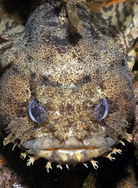 Toadfish Water Bottle  Giovanni's Fish Market