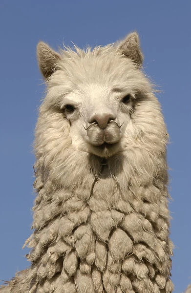 Alpaca {Lama pacos} Andes. Ecuador