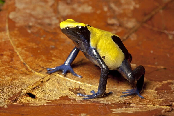 Arrow Frogs for Sale, Dendrobates sp.