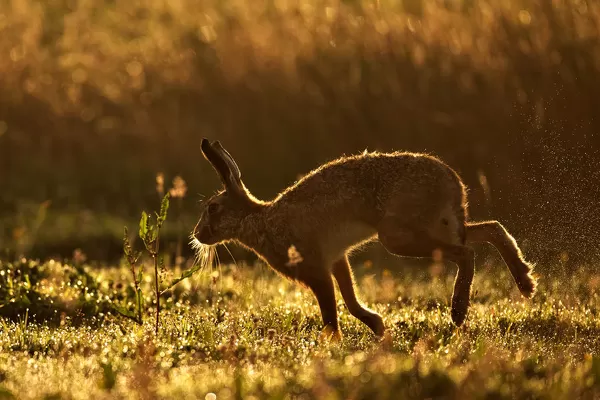 European Hare (Lepus europaeus) silhouetted at dawn