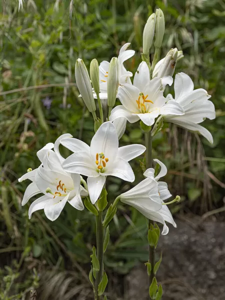 Two Madonna Lily (Lilium Candidum) Flowerheads, Umbria