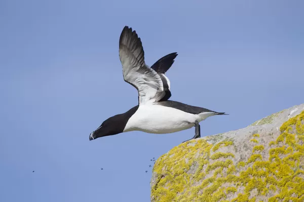 Razorbill (Alca torda) taking off from cliff. June 2010