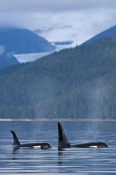 https://www.mediastorehouse.com/p/747/composite-orca-whales-surface-favorite-passage-18137373.jpg.webp