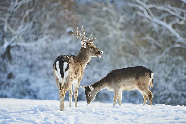 Fallow deer in winter forest. Beautiful animal in snowy forest