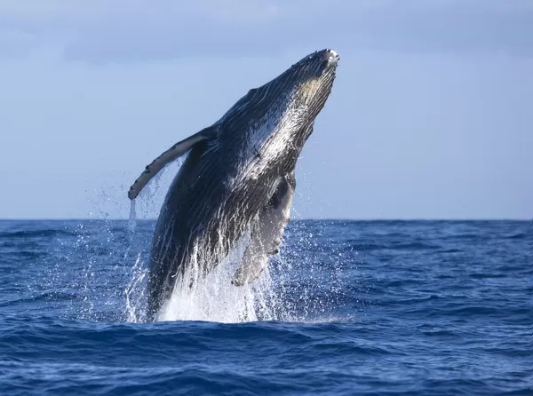 Hawaii, Maui, Humpback Whale Breaching Our Beautiful Pictures Are 